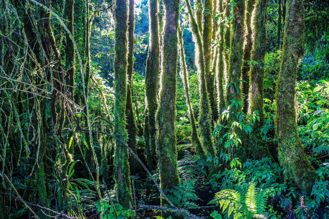 Cuántas especies de plantas hay en el mundo: cifras reales