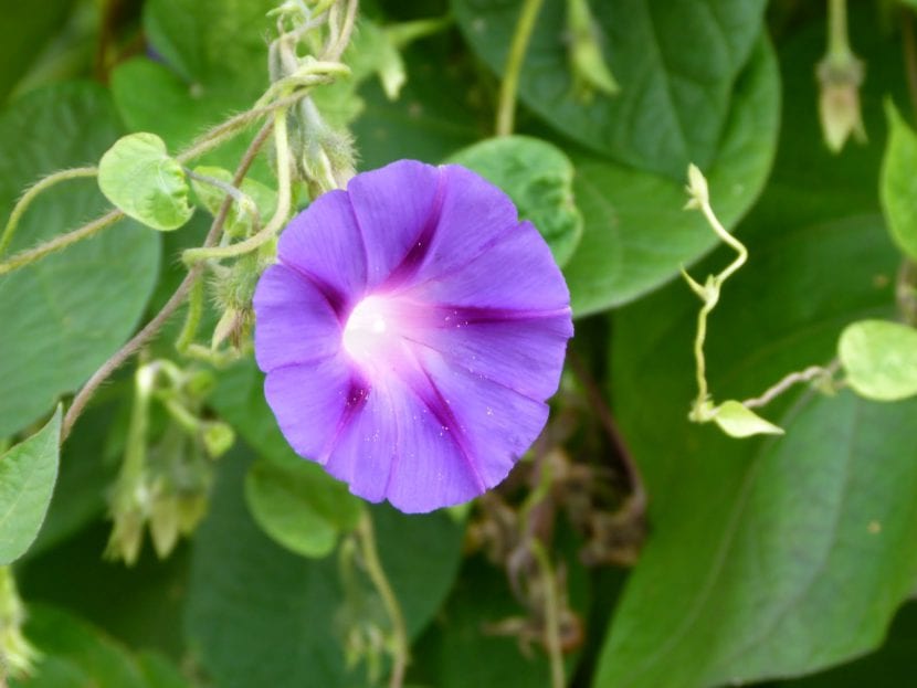 Flores de campanilla, una enredadera de tallo voluble