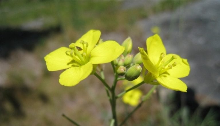 Mata de Diplotaxis muralis con sus flores amarillas de cuatro pétalos