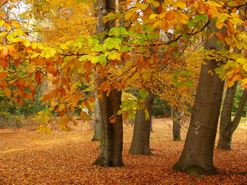Jardín en otoño con hojas amarillas y rojizas
