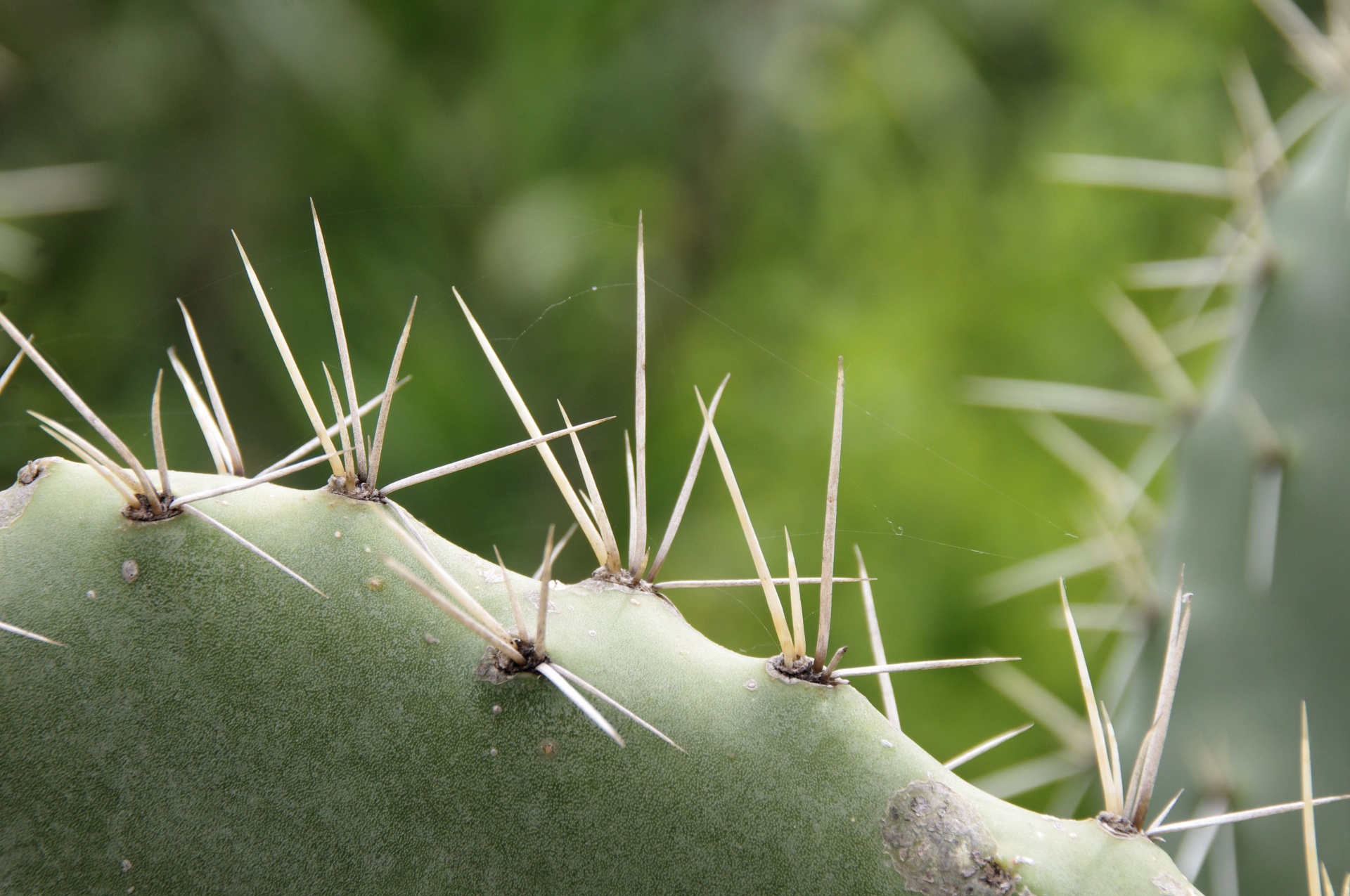 Espinas de las plantas: qué son, tipos y para qué sirven