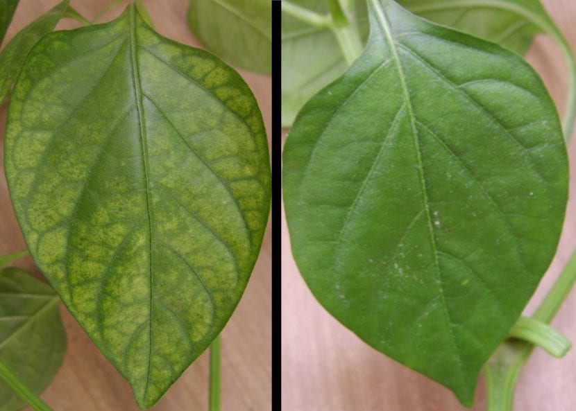 Hoja con clorosis férrica: nervios verdes sobre limbo amarillo