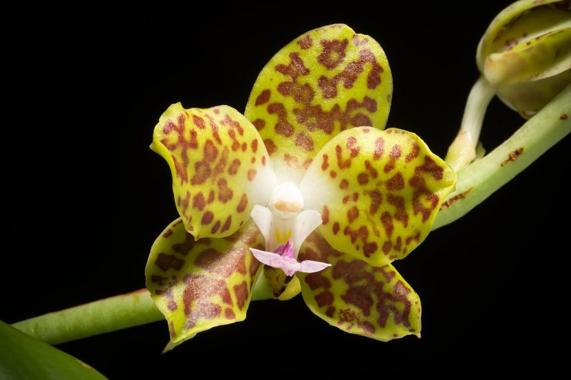 Flor de Phalaenopsis, familia Orchidaceae