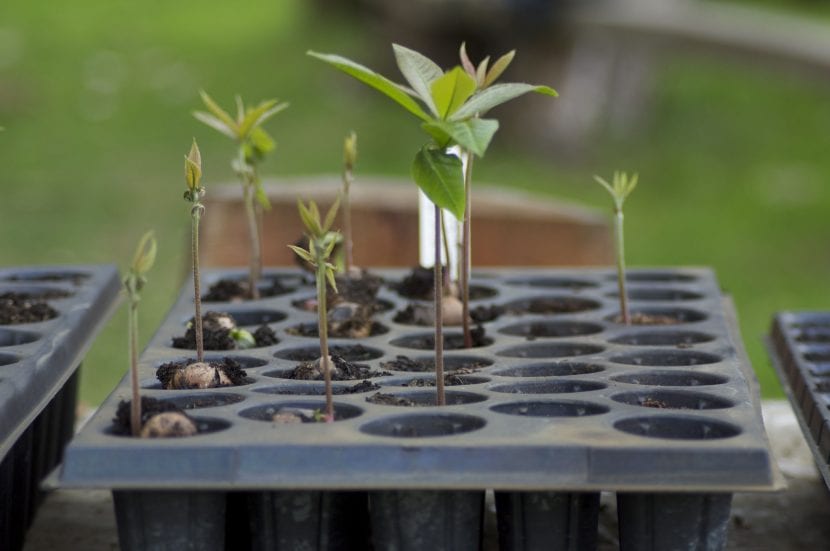 Planta creciendo curvada hacia la luz por fototropismo positivo