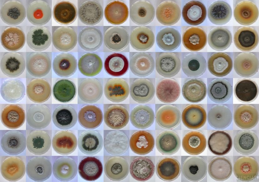 Hifas de hongos endófitos colonizando tejido vegetal