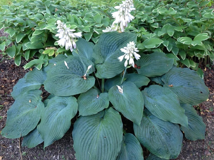 Flores de hosta en el escapo floral