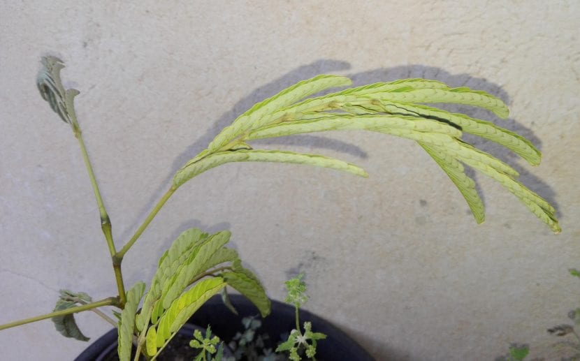 Follaje bipinnado de Albizia julibrissin, la acacia de Constantinopla
