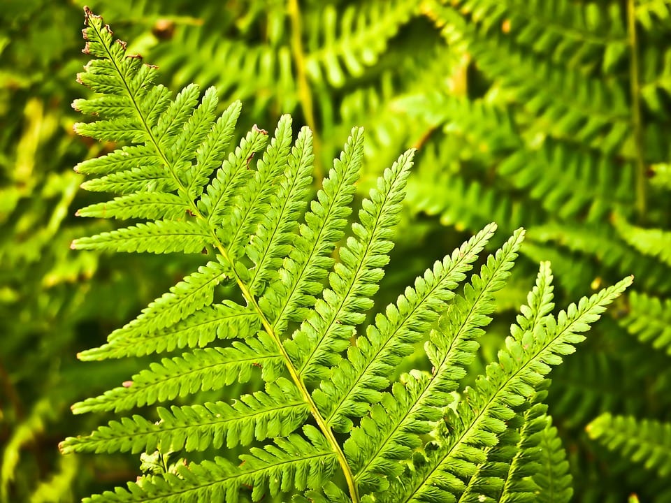 ¿Las plantas duermen? Qué hacen realmente de noche