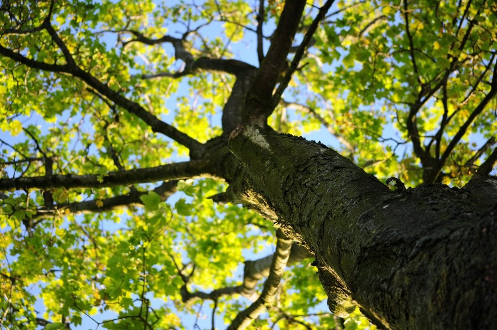 Partes del tronco de un árbol y para qué sirve cada capa