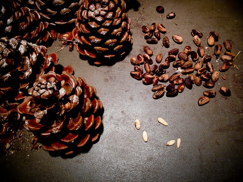 Piñones de Pinus pinea con y sin cáscara