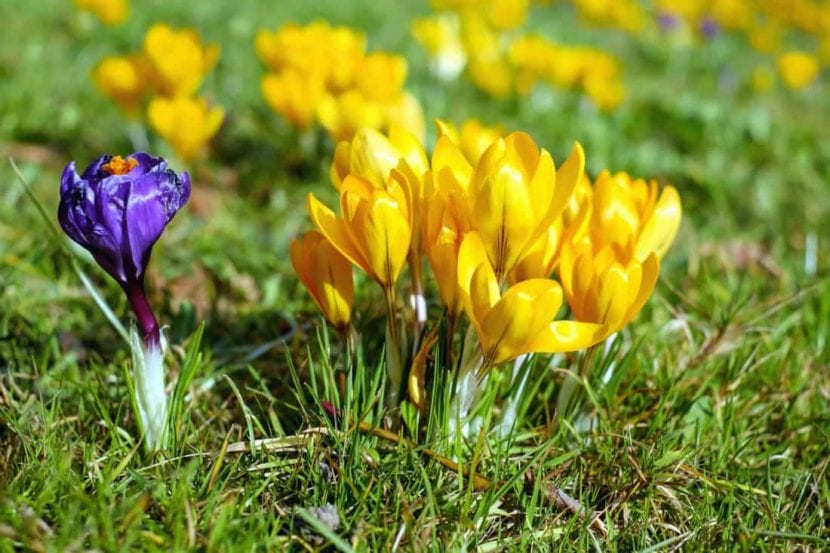 Flores de Crocus abiertas al sol de finales de invierno