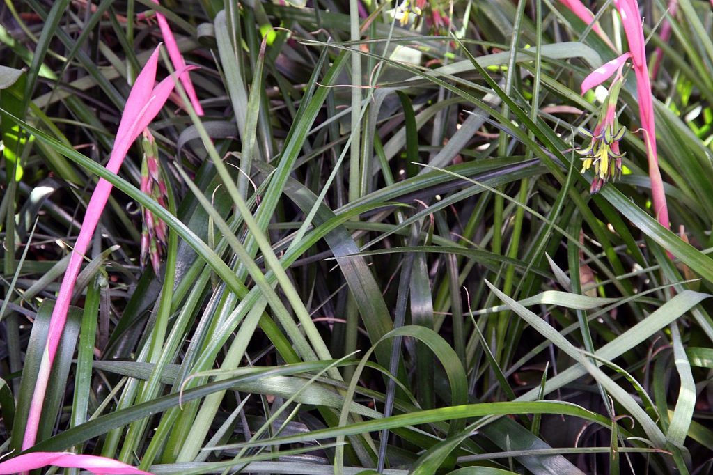 Inflorescencia colgante de Billbergia nutans con brácteas rosas