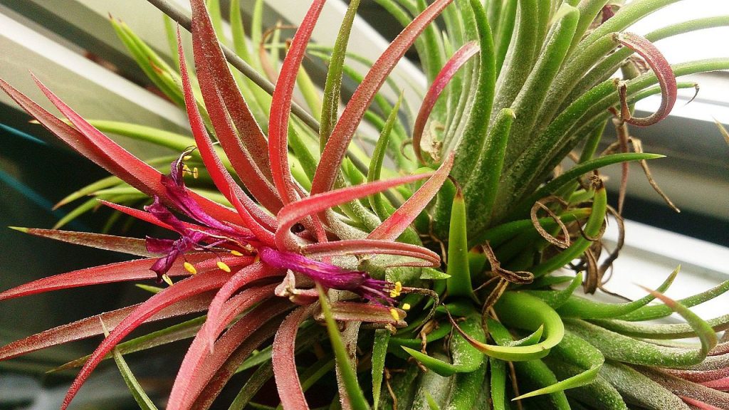 Clavel del aire, una Tillandsia sujeta a una rama seca