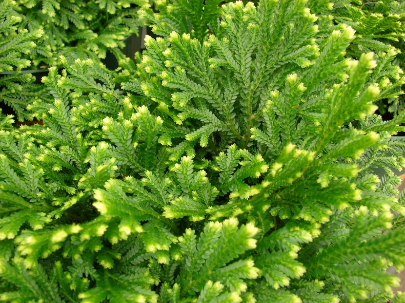 Selaginella: características, especies y cuidados