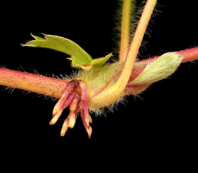 Por qué las raíces crecen hacia abajo: el gravitropismo