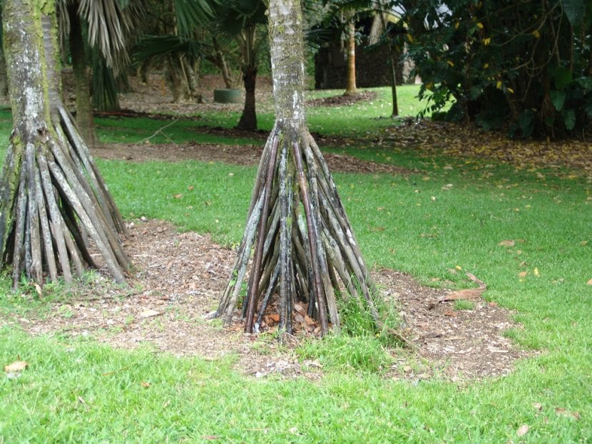 Raíces zanco de una palmera Verschaffeltia