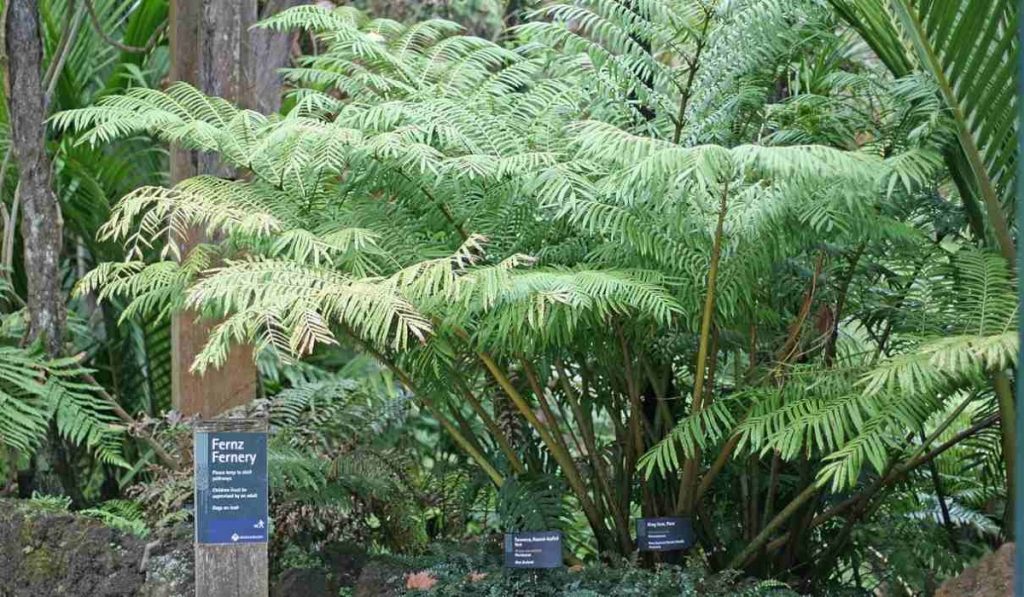 Helechos creciendo en el sotobosque de un bosque húmedo