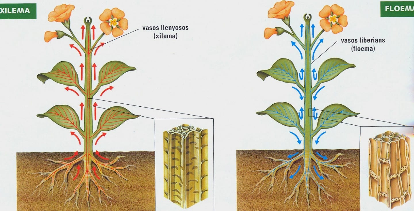 Esquema del floema y el xilema en el tallo de una planta