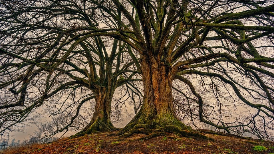 Qué es un árbol madre y qué papel cumple en el bosque