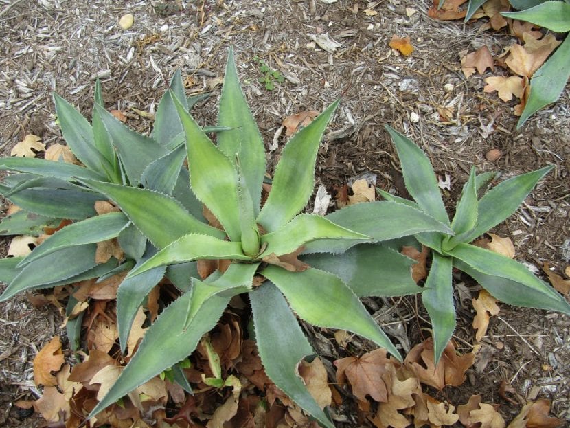 Agave rodeado de hijuelos brotados en la base