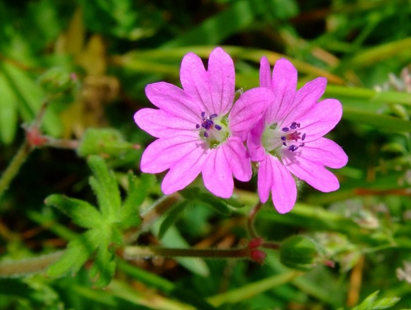 Flor de Geranium molle, ejemplo de flor actinomorfa con cinco pétalos iguales