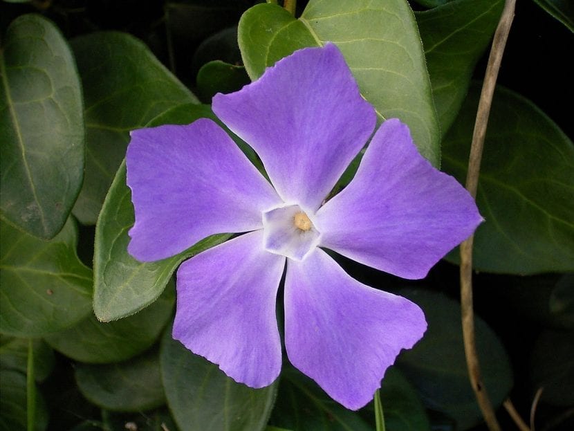 Vinca major, herbácea perenne tapizante