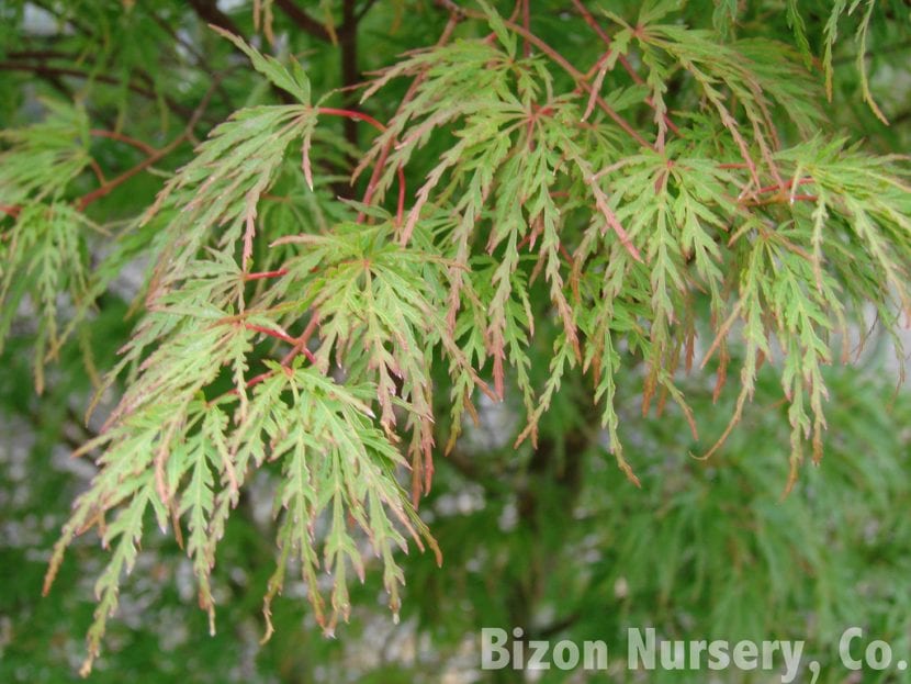 Acer palmatum Seiryu, cultivar de hoja finamente dividida