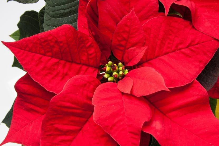 Flor de Pascua con brácteas rojas rodeando los ciatios amarillos del centro
