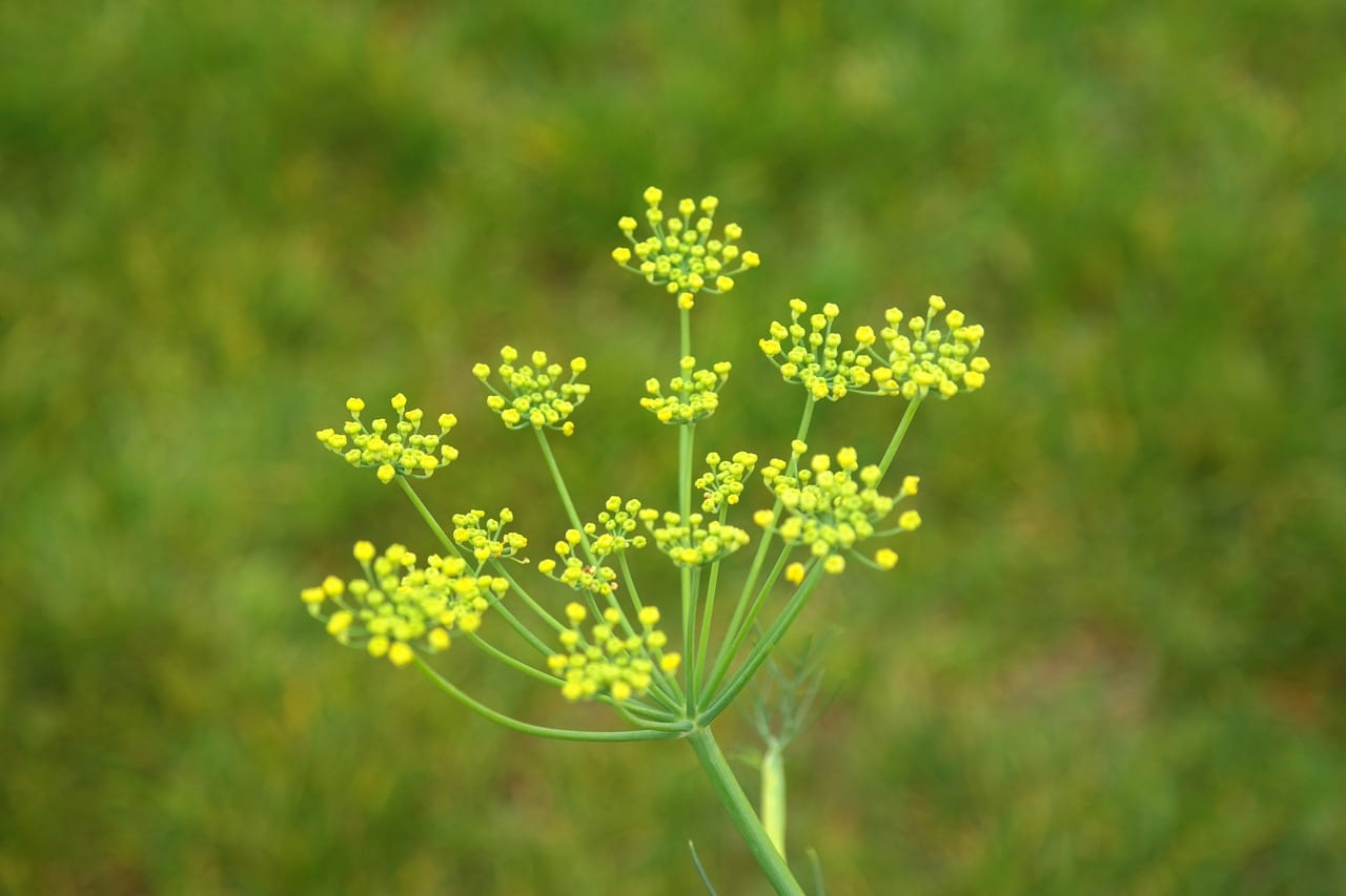 Inflorescencias: qué son, tipos y para qué sirve conocerlas