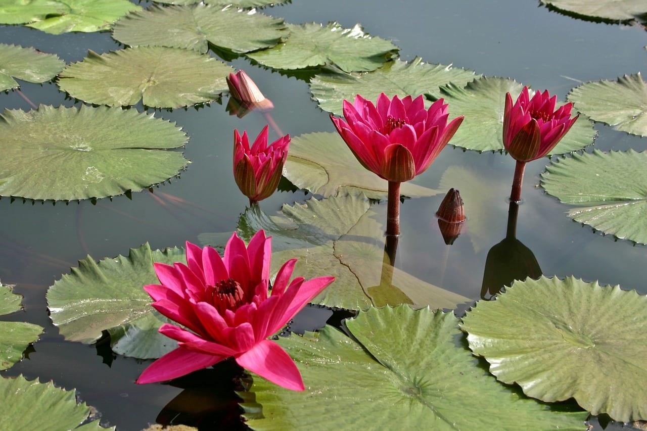 Plantas acuáticas: qué son, tipos y cómo plantarlas
