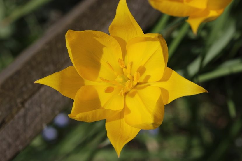 Tulipa sylvestris en flor