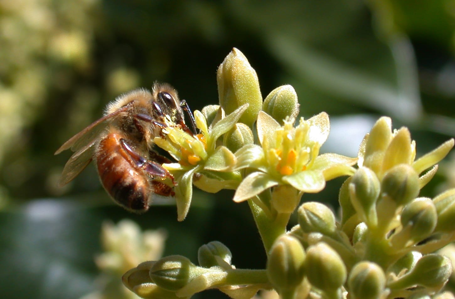 Plantas dioicas y monoicas: diferencias y ejemplos