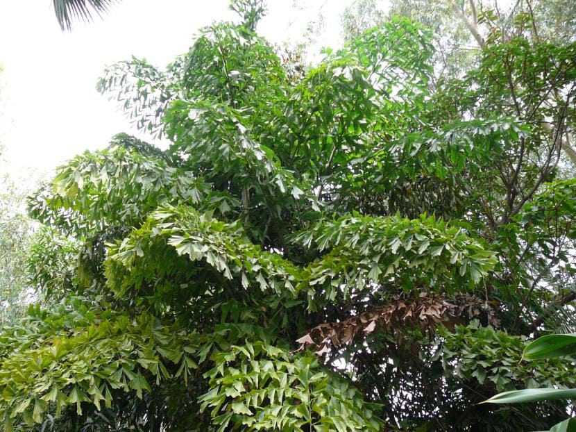 Ejemplar de Caryota urens, palmera monocárpica de floración descendente