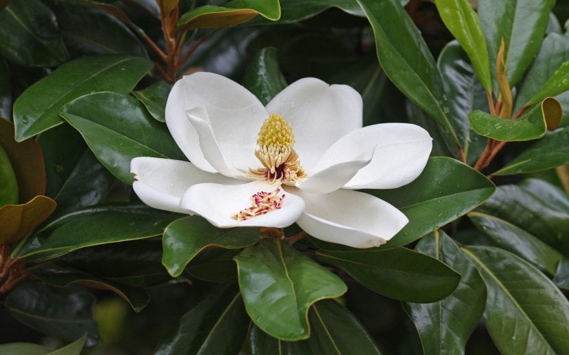 Flor de magnolia, con gineceo formado por numerosos carpelos libres