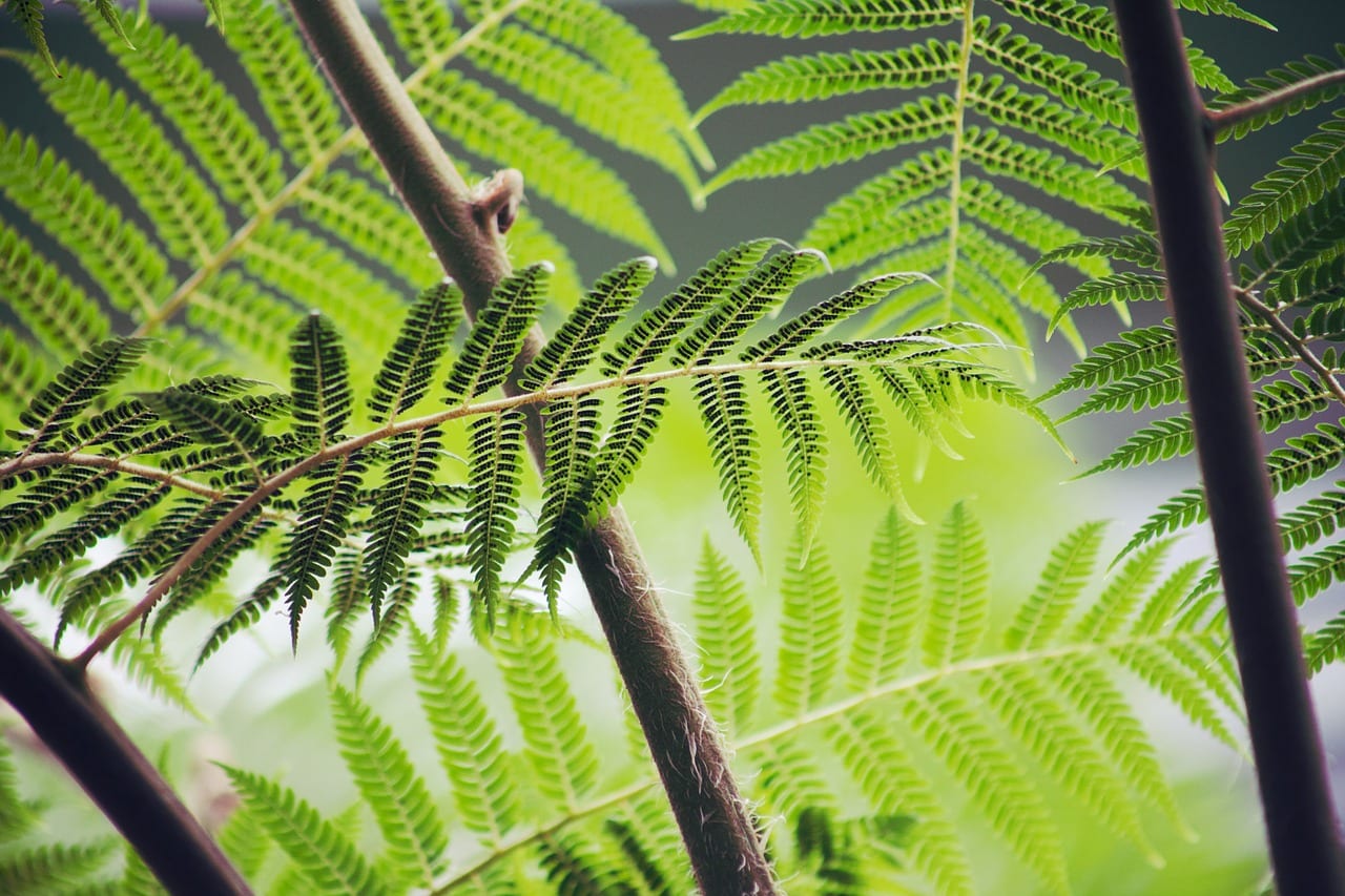 Plantas vasculares: xilema, floema, grupos y ejemplos
