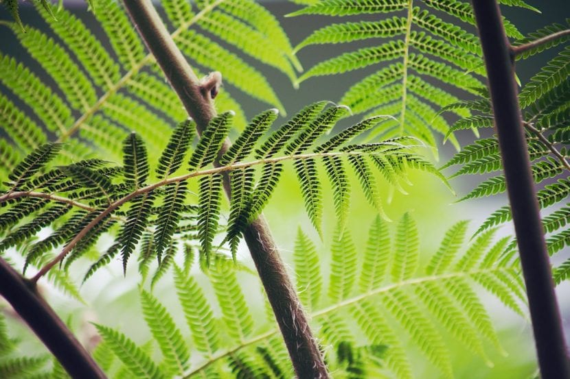 Hoja de helecho, planta vascular sin semillas