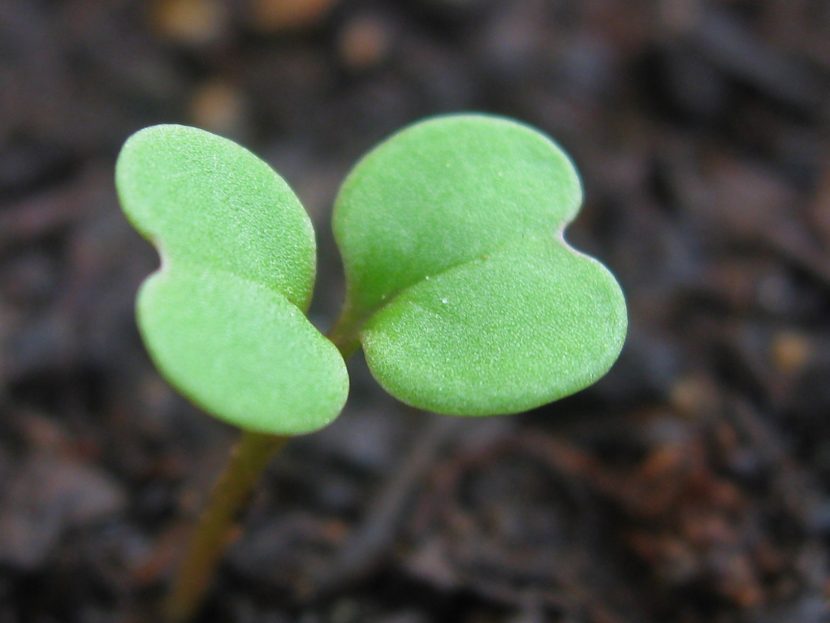 Plántula joven con sus cotiledones y las primeras hojas verdaderas