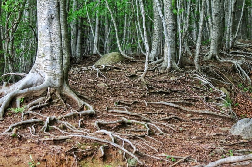 Árboles bien establecidos en un espacio con suelo suficiente