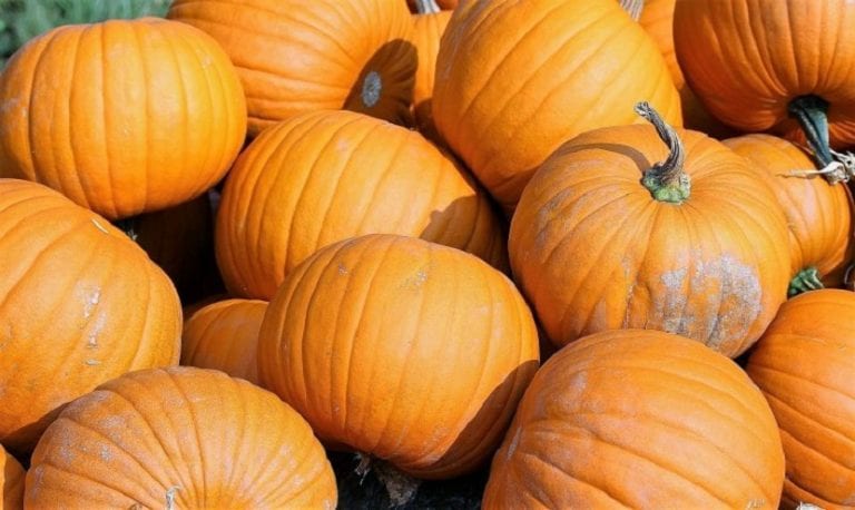 Calabaza de invierno recién cosechada