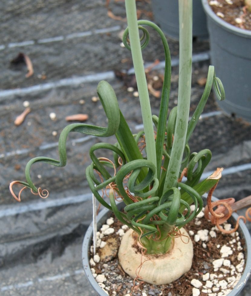 Detalle de las hojas en tirabuzón de la Albuca spiralis
