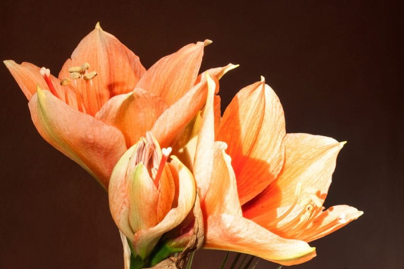 Amarilis en flor con tonos anaranjados