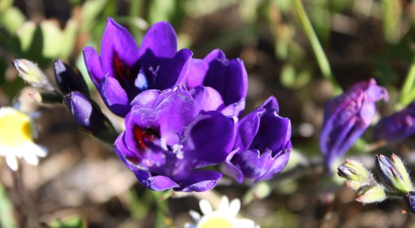 Babiana angustifolia en flor