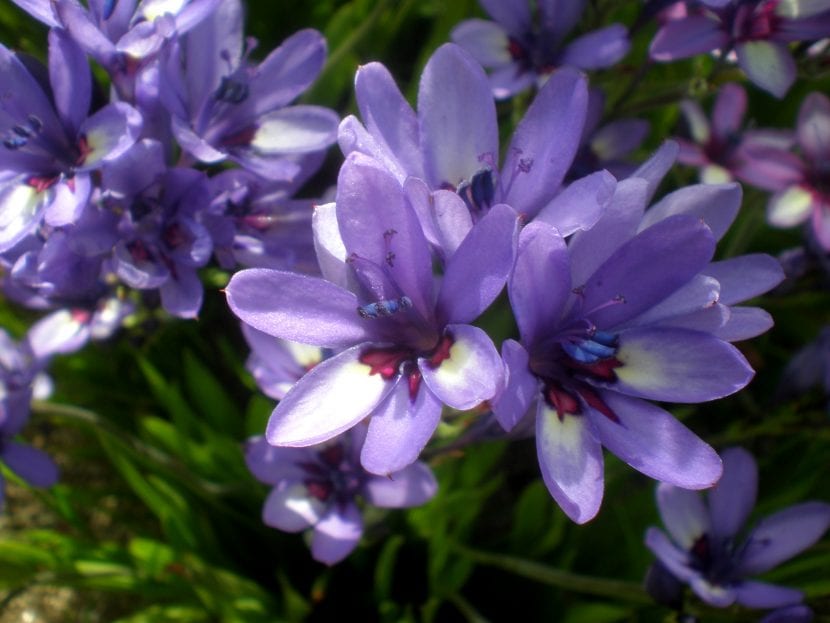 Flores de Babiana stricta