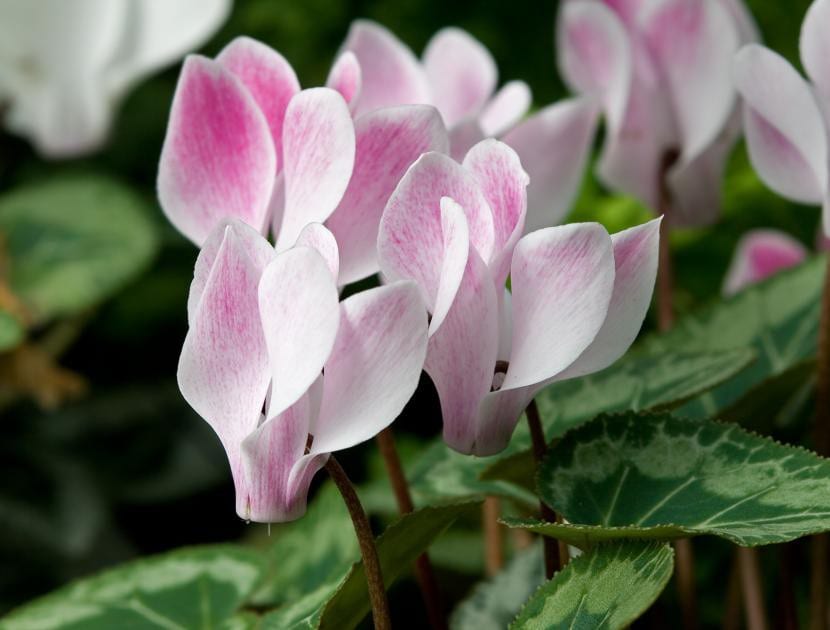 Flores de ciclamen rosas en un rincón sombreado