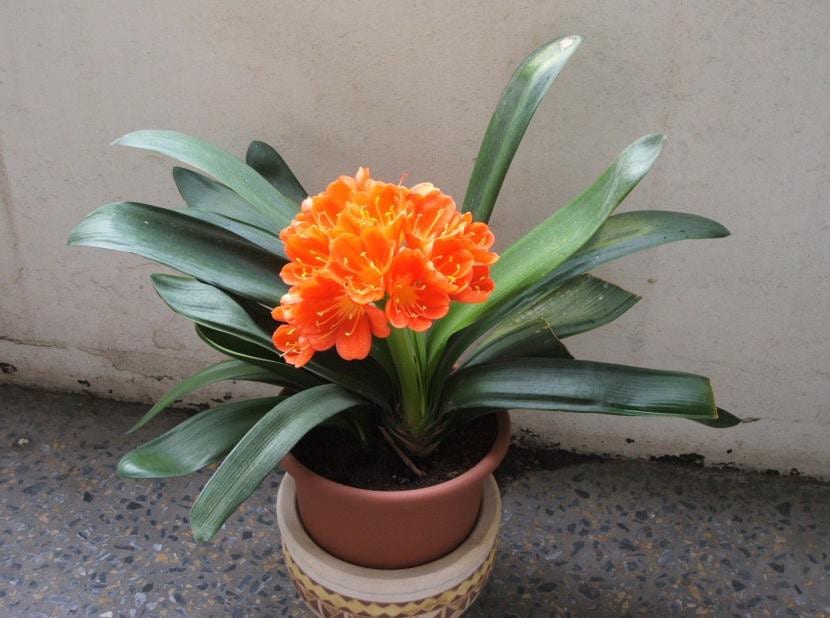 Clivia miniata en flor con umbela de flores anaranjadas