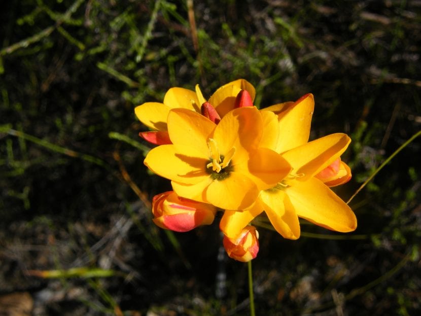 Ixia dubia de flores anaranjadas