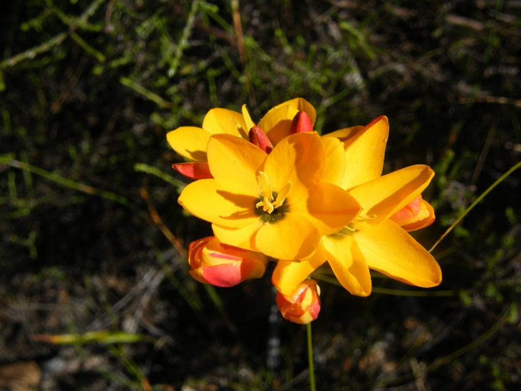 Ixia: características, plantación y cuidados de sus cormos
