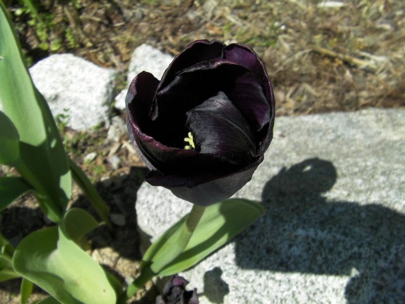 Tulipán negro con la flor abierta