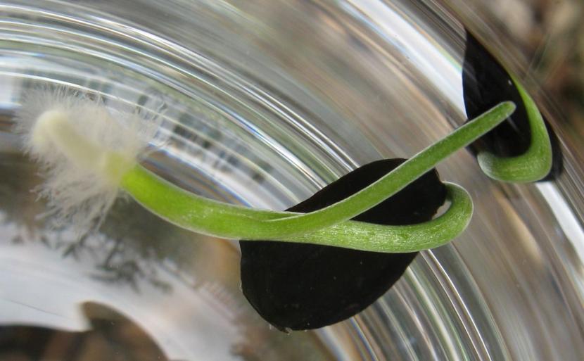 Plántulas de Sprekelia formosissima nacidas de semilla