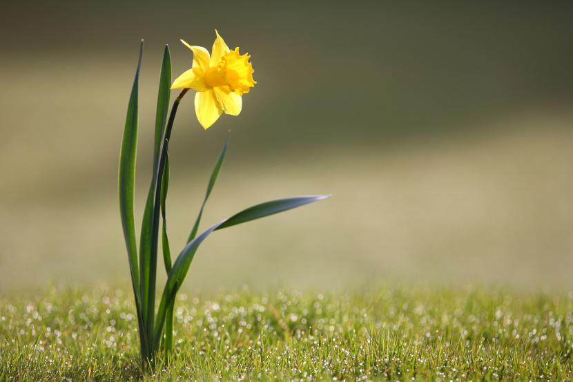 Narciso amarillo en flor mostrando la corona central en forma de trompeta
